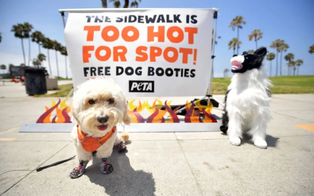 Summer Is Coming: A Guide to Keeping Your Dog Safe in the Arizona Heat