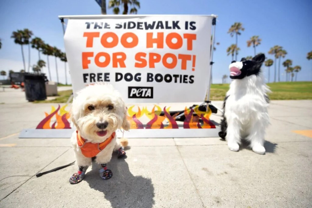Summer Is Coming: A Guide to Keeping Your Dog Safe in the Arizona Heat