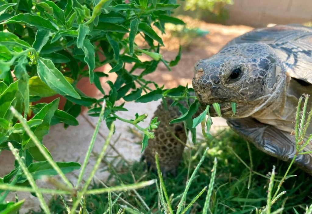 When You Adopt a Desert Tortoise, Prepare for a Surprisingly Social and Zippy Pet