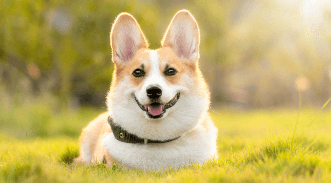 Here Is Every State’s Most Popular Dog Name. Can You Guess Arizona’s?