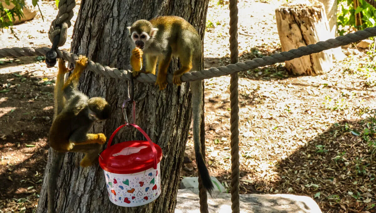 Animals at Phoenix Zoo Stay Cool With Frozen Treats, Baths, Misters, and Air Conditioning