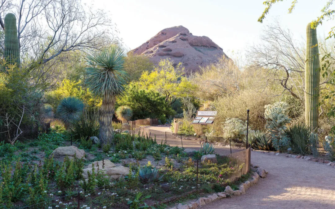 No-Cost Cultural Delights: How to Visit These 20 Arizona Sites for Free