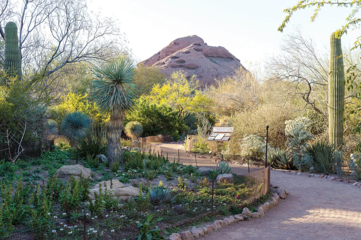 No-Cost Cultural Delights: How to Visit These 20 Arizona Sites for Free