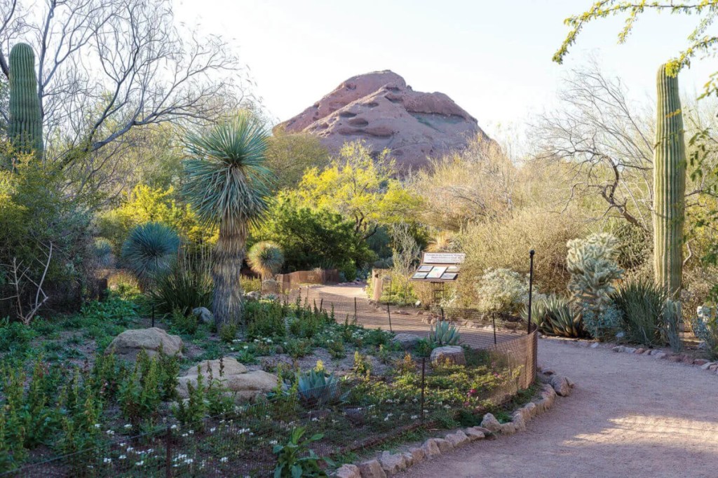 No-Cost Cultural Delights: How to Visit These 20 Arizona Sites for Free