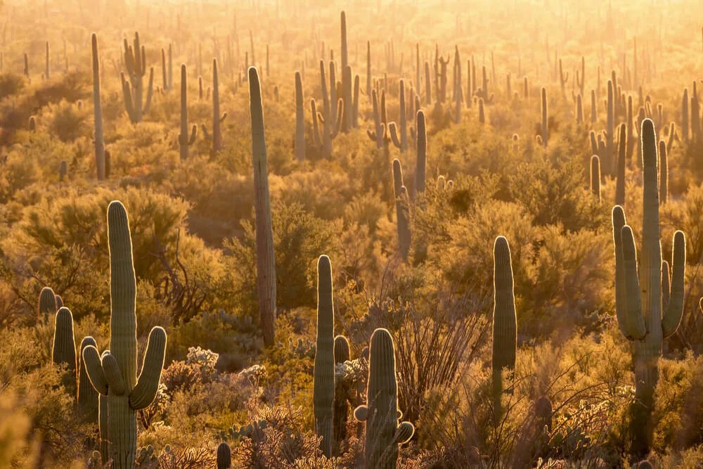 Natural Wonders Make Arizona One of the Most-Visited States in the US