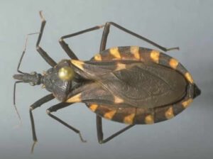 conenosebug x