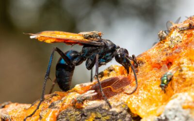 Eek! 8 bugs and arachnids in Arizona that give us the chills