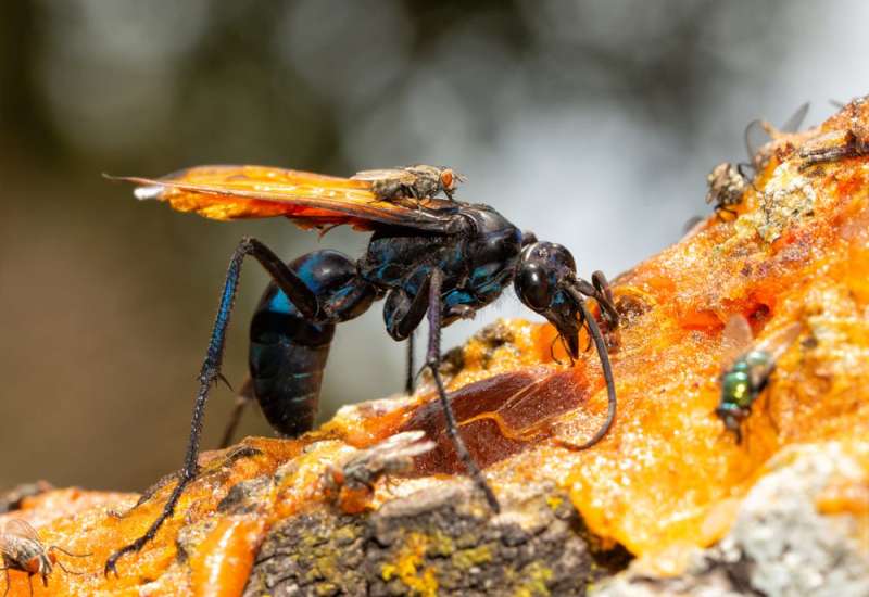 large bug on a piece of wood