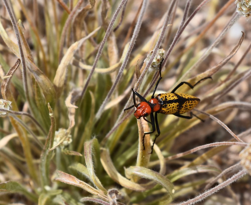 Eek! 8 bugs and arachnids in Arizona that give us the chills