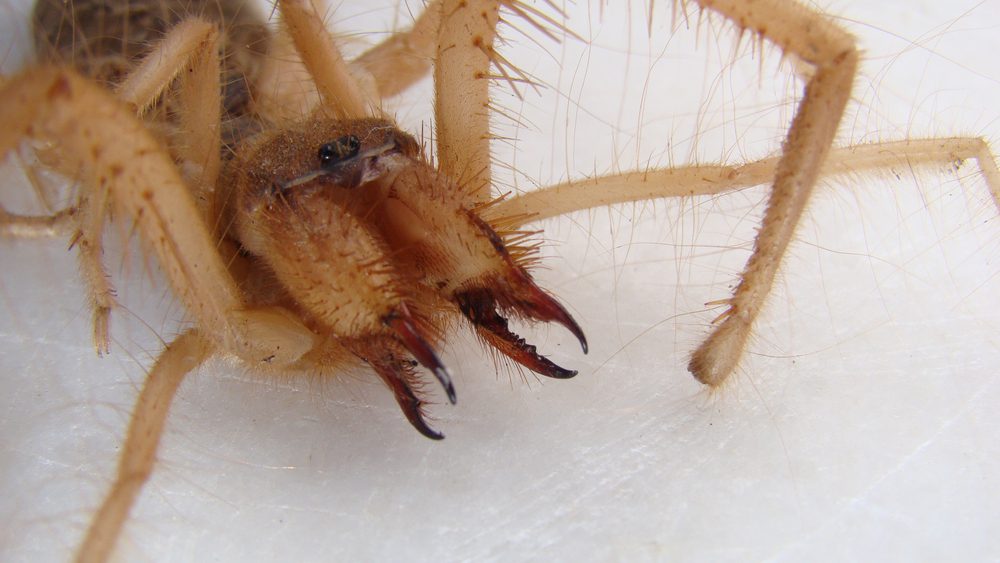 Eek! 8 bugs and arachnids in Arizona that give us the chills