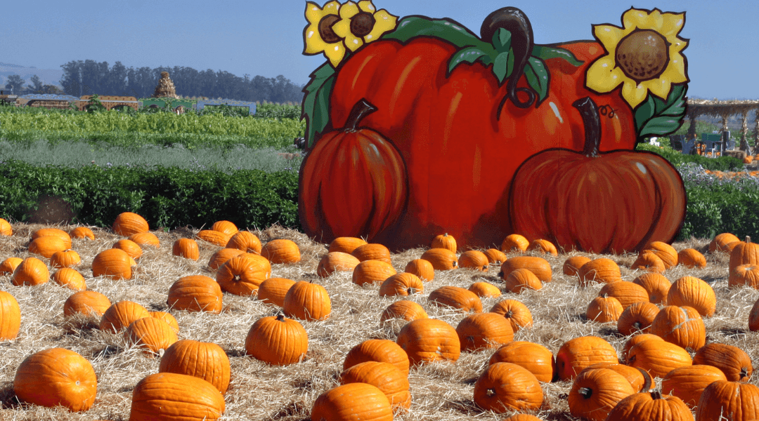 Fall Fun: 9 Must-Visit Spots for Hayrides, Orchards, and More in Metro Phoenix