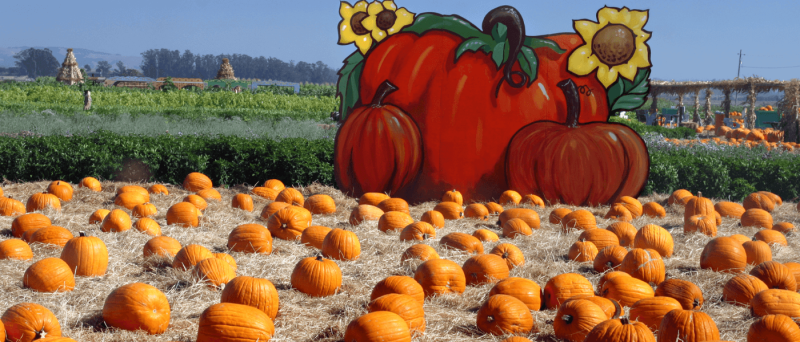 Fall Fun: 9 Must-Visit Spots for Hayrides, Orchards, and More in Metro Phoenix