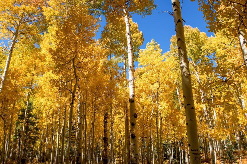 aspen trees in Coconino County