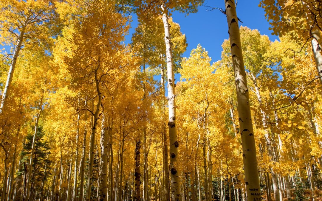 Fall hiking and biking trails you don’t want to miss in Coconino County
