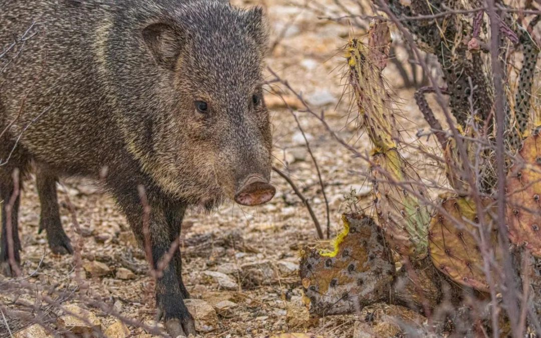 A warmer than usual summer blamed for hungry, hungry javelinas ripping through Sedona golf course
