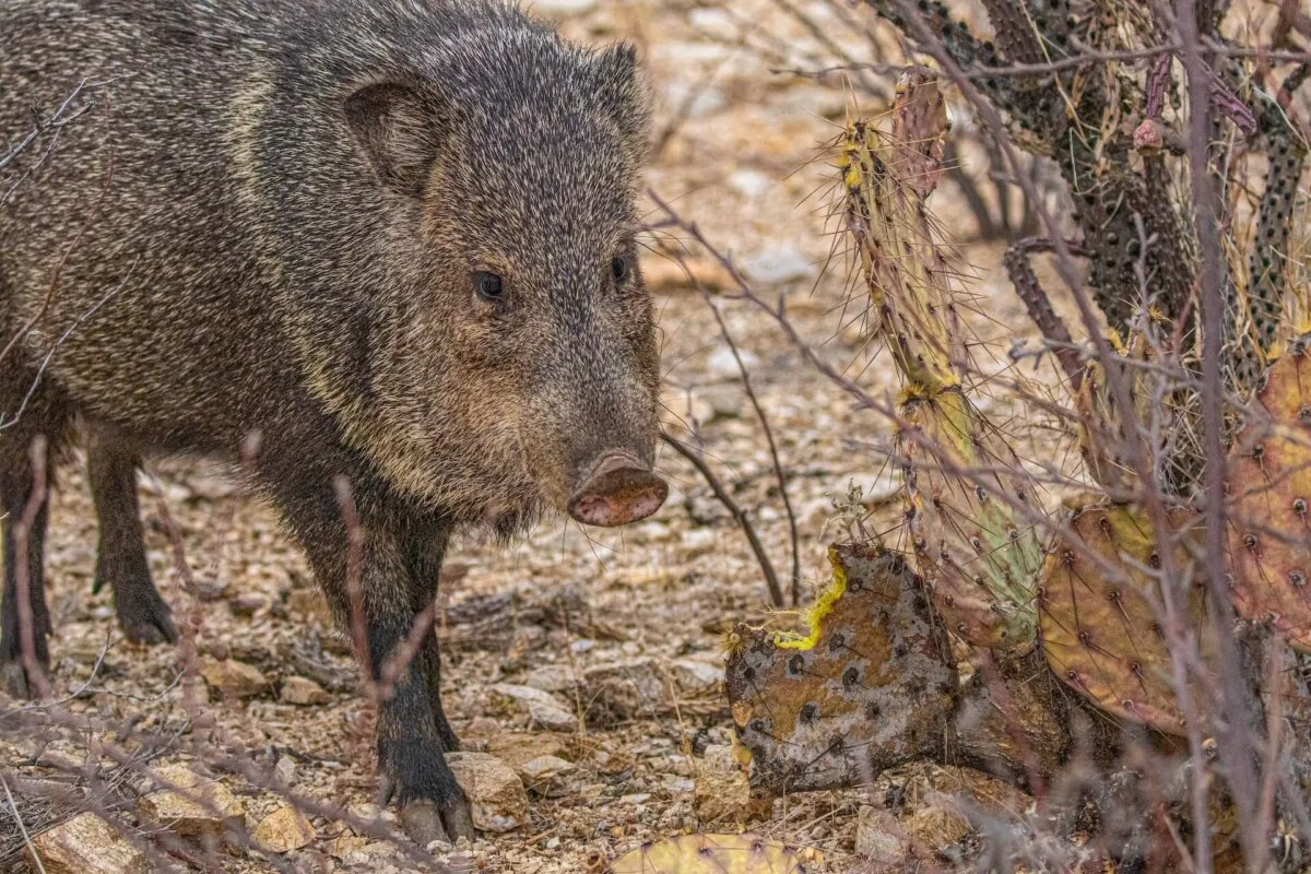 A warmer than usual summer blamed for hungry, hungry javelinas ripping through Sedona golf course