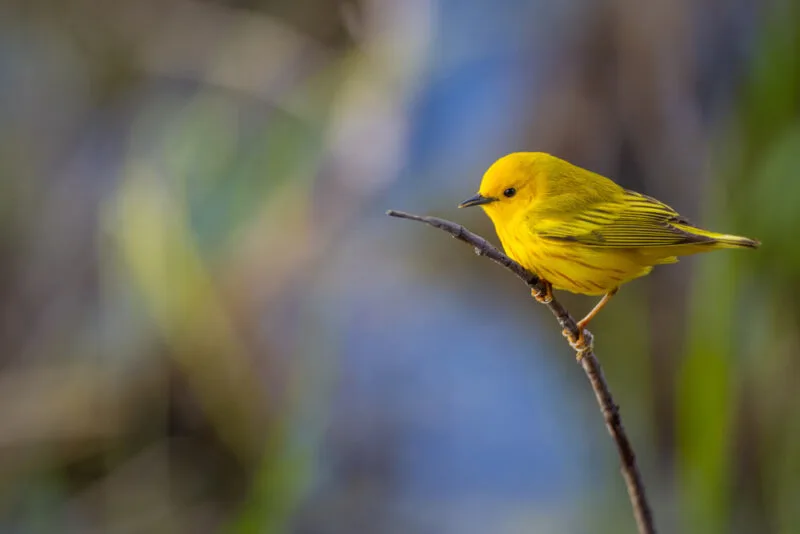8 Top Spots for Birdwatchers in the Arizona Fall and Winter