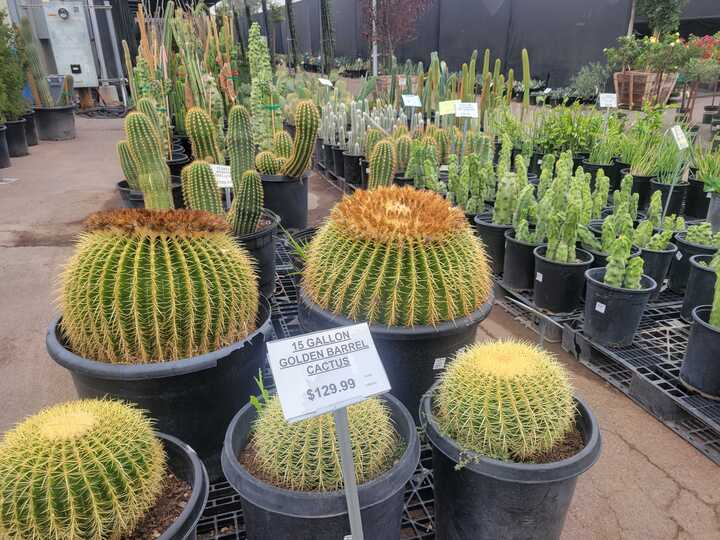 Looking for plants native to Arizona? Try these Valley nurseries.