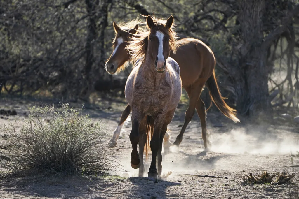 Giddy up: A guide to spotting wild horses along the Salt River