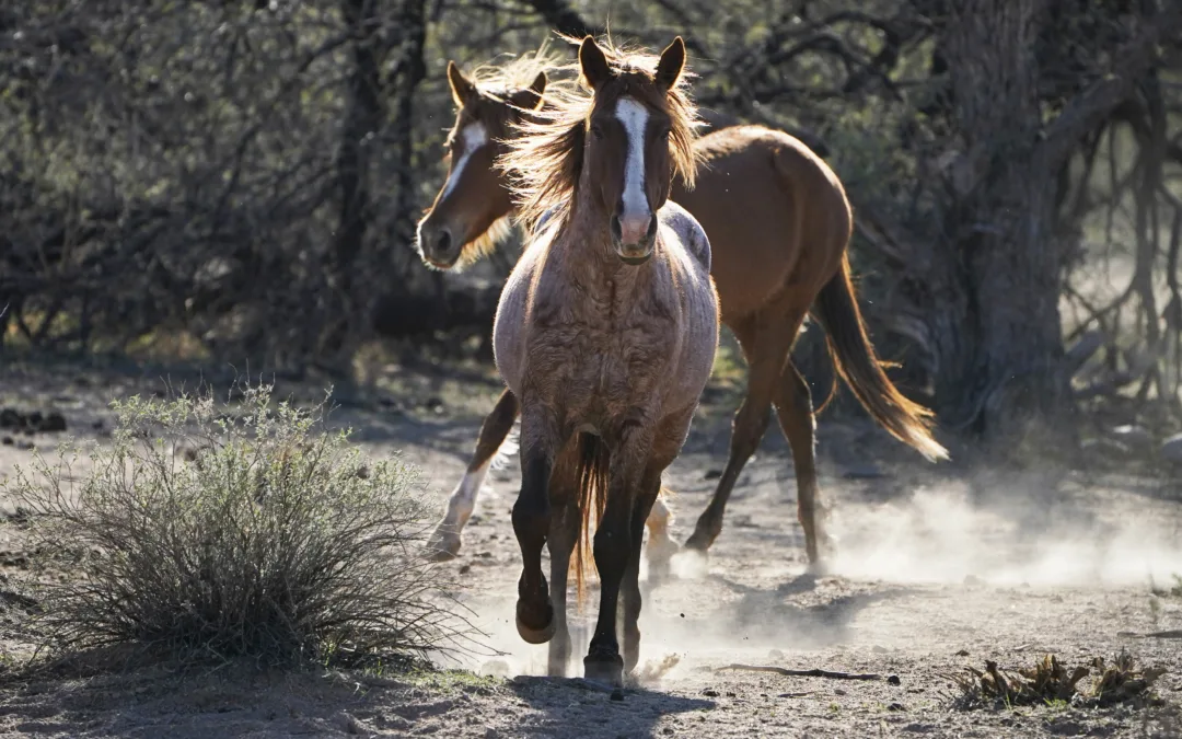 Giddy up: A guide to spotting wild horses along the Salt River