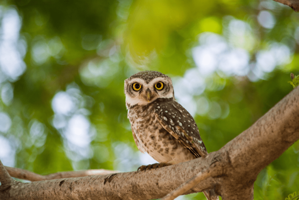 How to Celebrate Superb Owl Sunday in Arizona (no, it’s not a typo!)