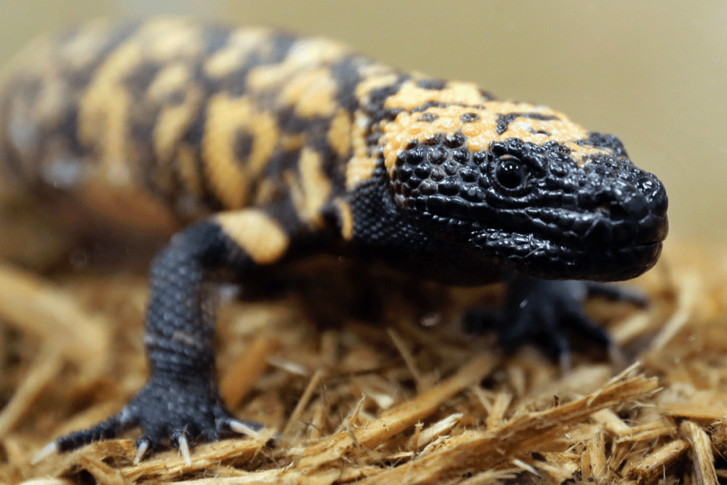 Gila monster