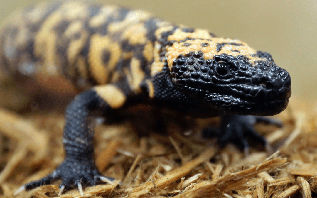 A man died after a Gila monster bite. Opinions and laws on keeping the lizard as a pet vary
