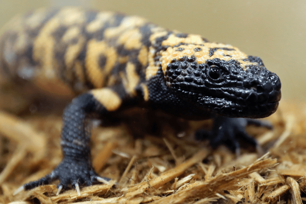 A man died after a Gila monster bite. Opinions and laws on keeping the lizard as a pet vary