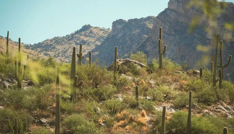 Tucson’s Top Trails To Trek This Year