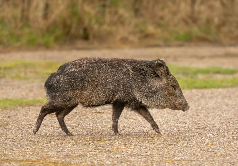 Javelina: 10 Places You Can Spot The Smelly, Pig-Like Creature In AZ