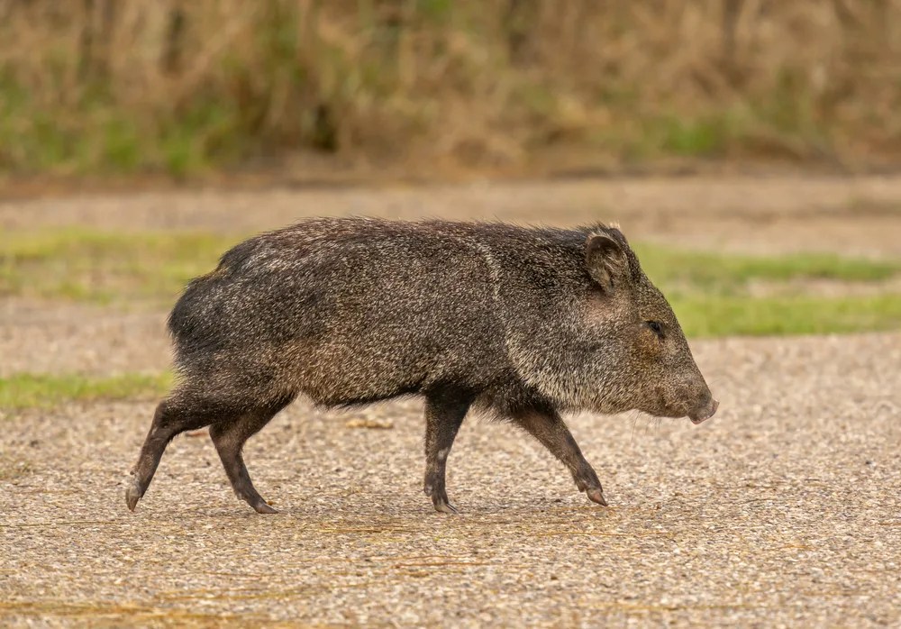 Javelina: 10 places you can spot the smelly, pig-like creature in Arizona