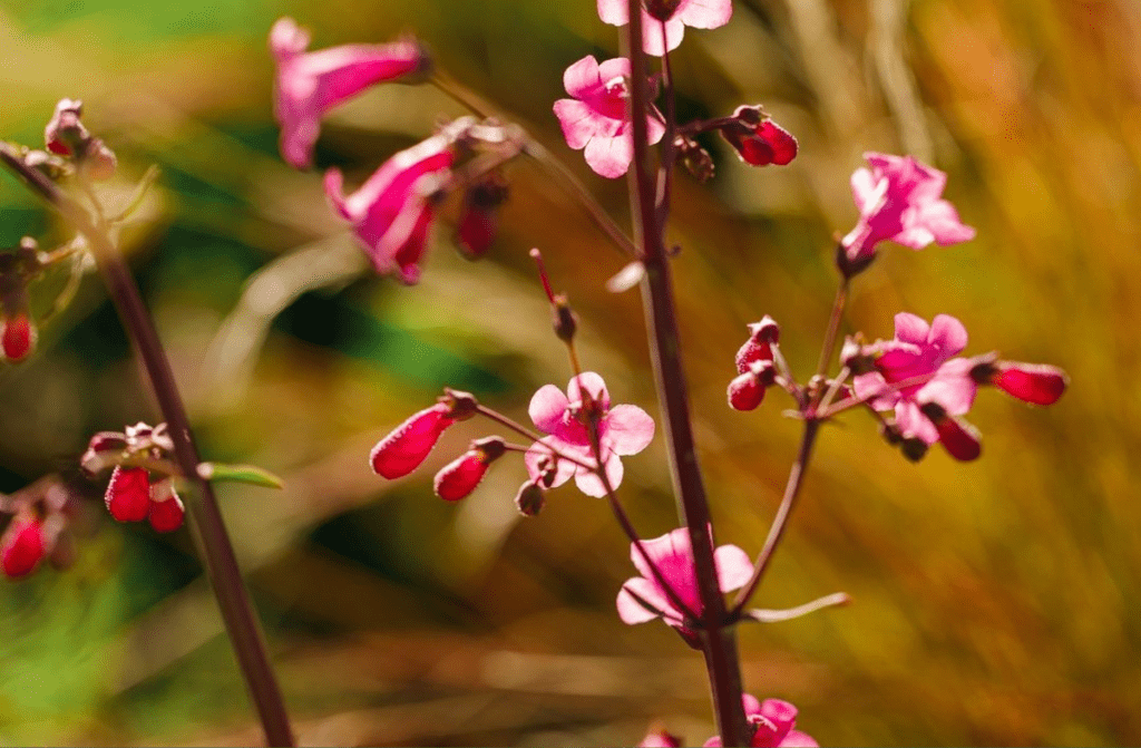 wildflowers in Phoenix