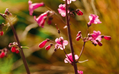 7 places to see and smell wildflowers near Phoenix