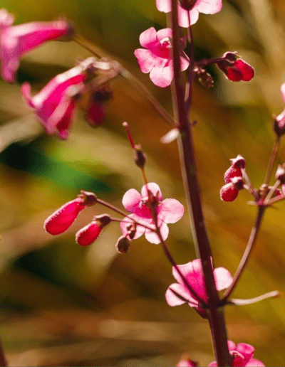 wildflowers in Phoenix
