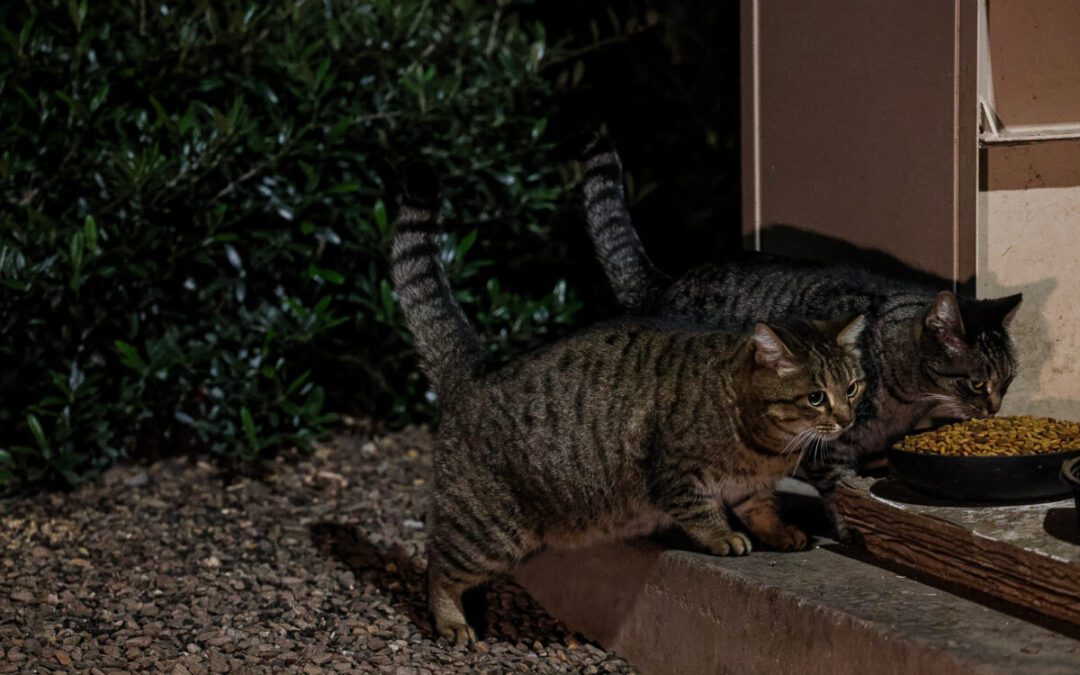 Quiet heroes: Meet the Valley animal lovers tending to feral cat colonies