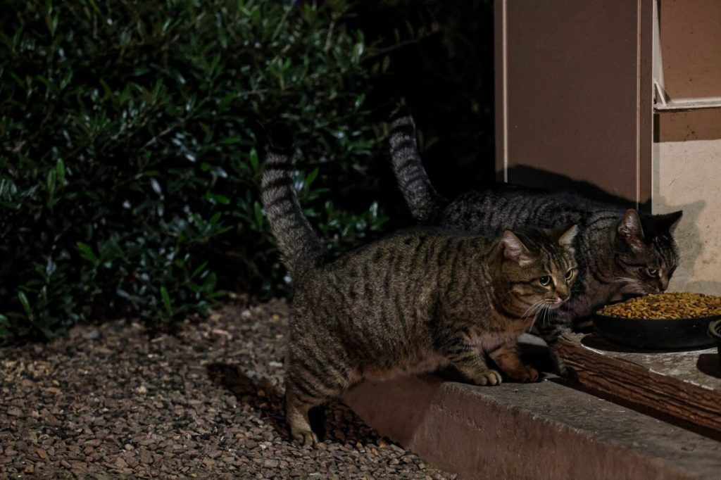 Quiet heroes: Meet the Valley animal lovers tending to feral cat colonies