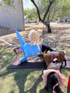 Baaa-Lance And Bliss: Arizona’s 4 Best Goat Yoga Experiences
