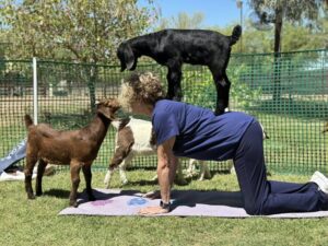 Baaa-Lance And Bliss: Arizona’s 4 Best Goat Yoga Experiences