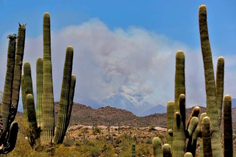 tonto forest