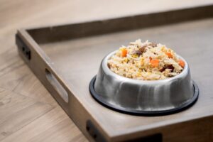 Hounds On Holiday: 6 Dog-Friendly Hotels In Tucson