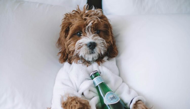 Hounds On Holiday: 6 Dog-Friendly Hotels In Tucson