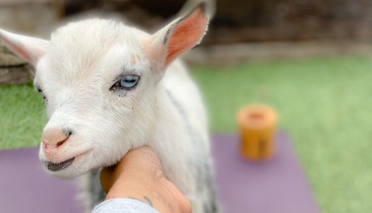 Baaa-Lance And Bliss: Arizona’s 4 Best Goat Yoga Experiences