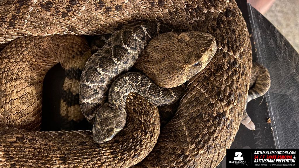 Meet Bryan D. Hughes, Phoenix’s ‘Rattlesnake Guy’