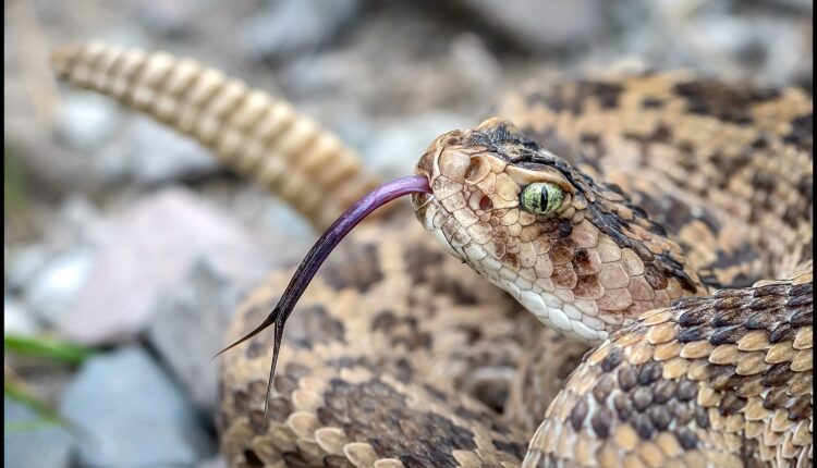 Meet Bryan D. Hughes, Phoenix’s ‘Rattlesnake Guy’