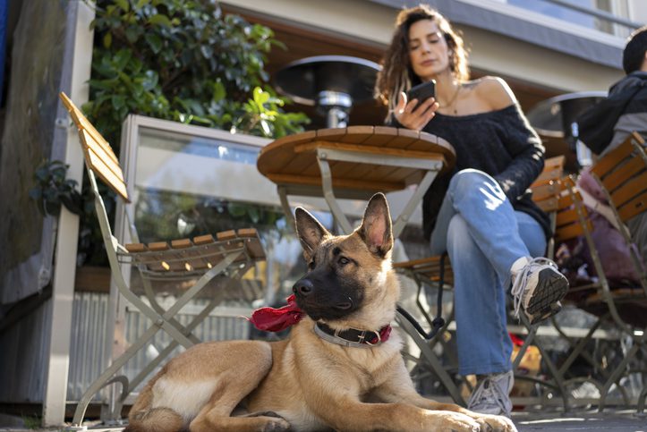 Dog and owner in a dog-friendly restaurant