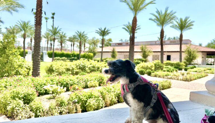 6 best pet-friendly hotels in the Phoenix area, reviewed