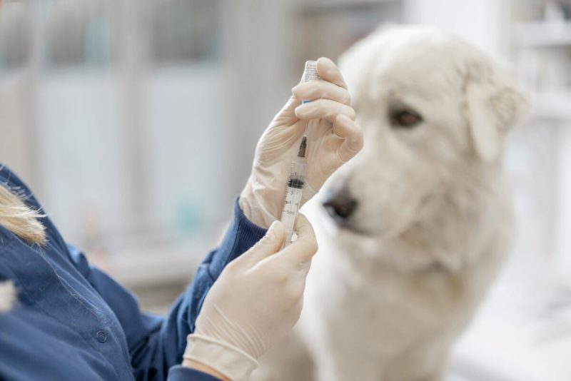 Dog receiving a rabies vaccine.