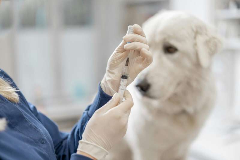 Dog receiving a rabies vaccine.