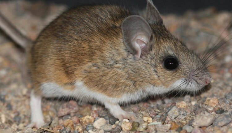 Close up of a small brown mouse.