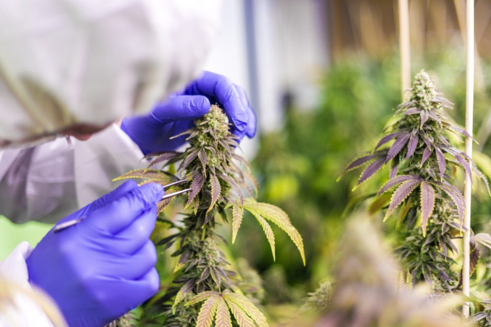 A person with gloved hands picking marijuana flower in a greenhouse.